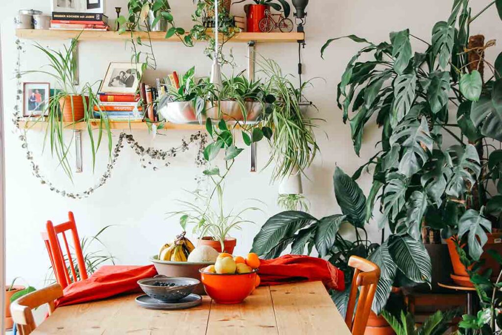 As melhores plantas de interior para ter em casa sem muito trabalho title