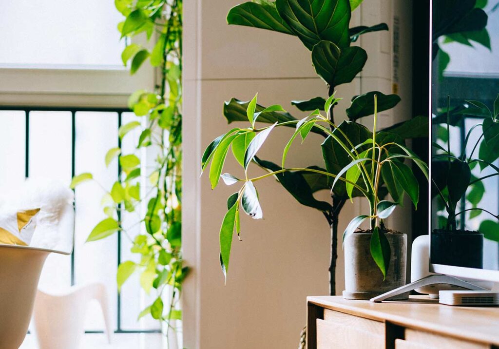 8 plantas que purificam o ar da tua casa title