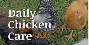7 dicas sobre como cuidar de galinhas