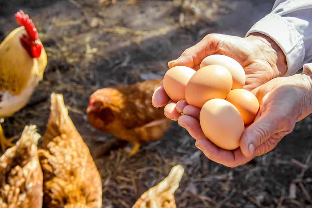 <strong>7 dicas sobre como cuidar de galinhas</strong>