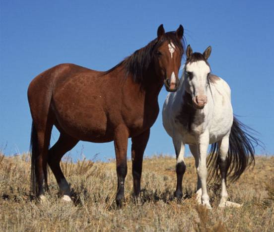 <strong>Dicas sobre como cuidar de cavalos</strong>
