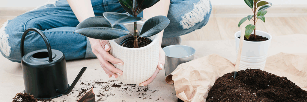 Como cuidar do solo das plantas? title