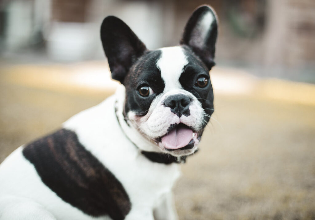 Bulldog Francês: tipos, cuidados e alimentação title