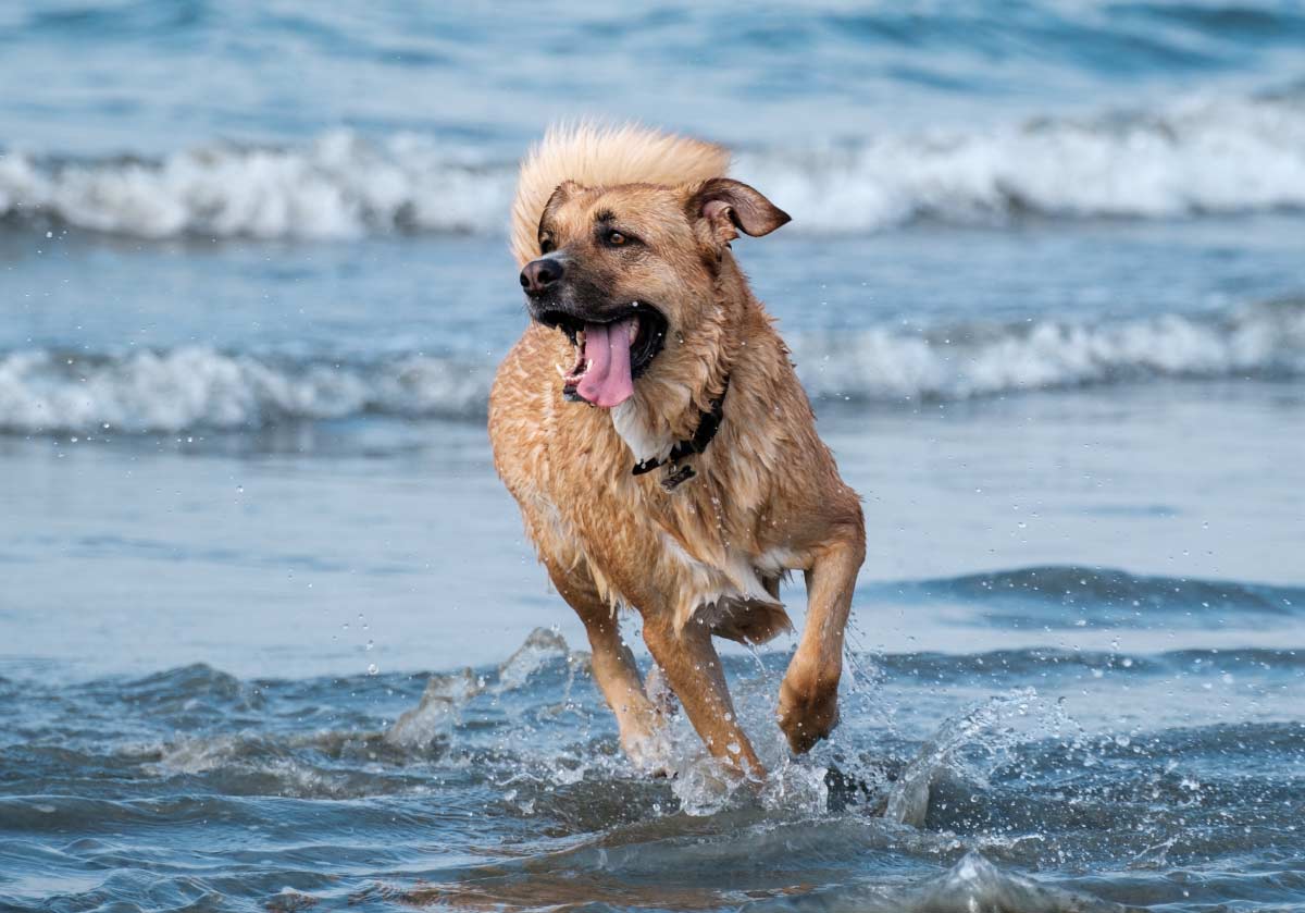 8 melhores praias para cães em Portugal