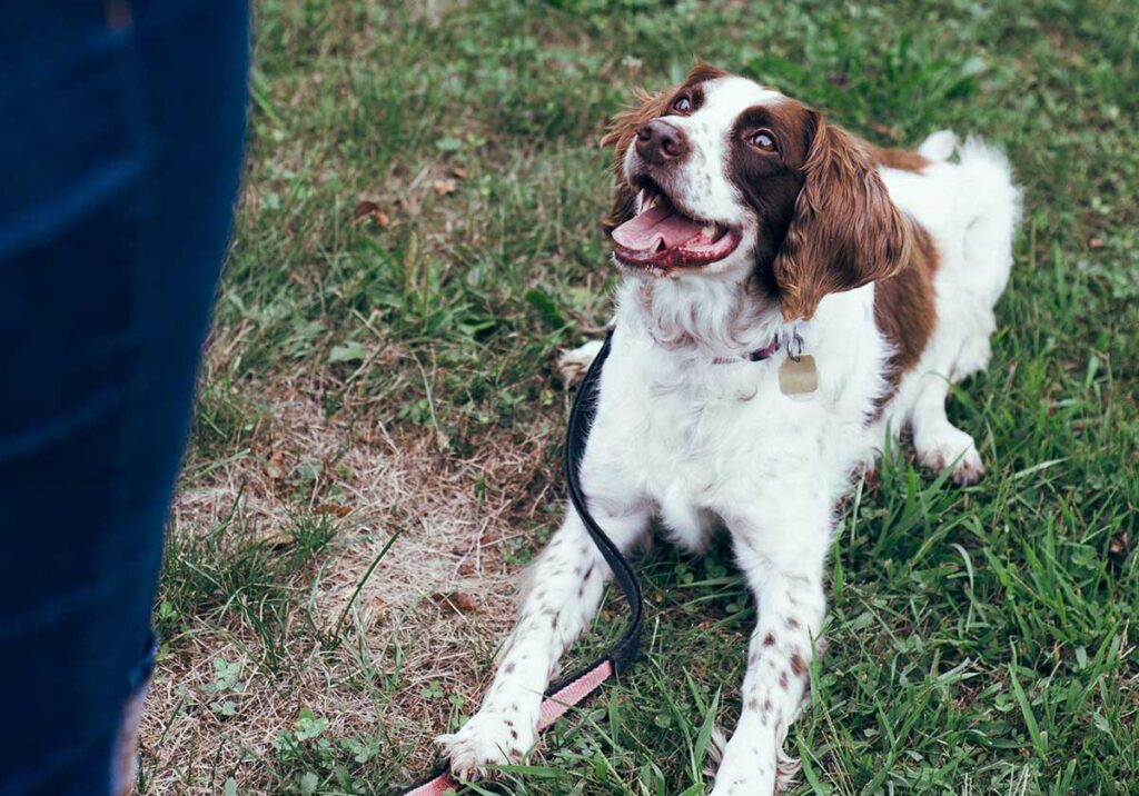7 parques para cães para levar o teu patudo title