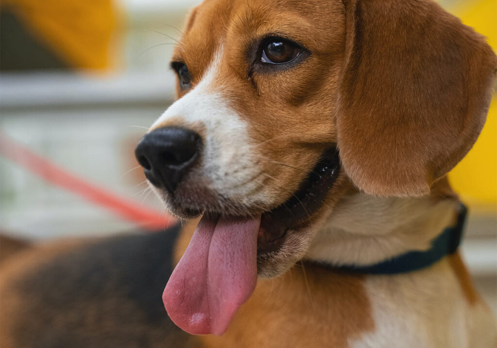 Beagle: origem, características e cuidados title