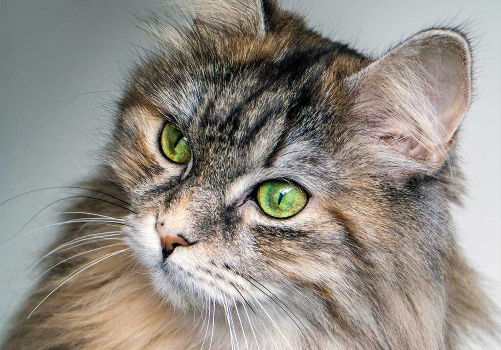 Gato Siberiano: características e cuidados title