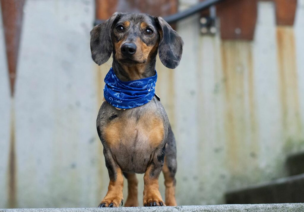 Teckel: características e cuidados title